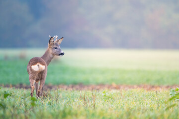 Roe deer buck( Capreolus capreolus )