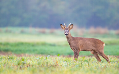 Roe Deer (Capreolus capreolus)