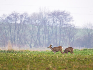 A doe of a roe deer grazing on a green meadow