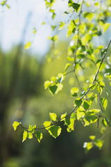 fresh birch leaves in early spring forest