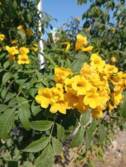 yellow flowers in the garden