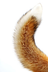 Fototapeta premium Fox's furry tail isolated on white background 