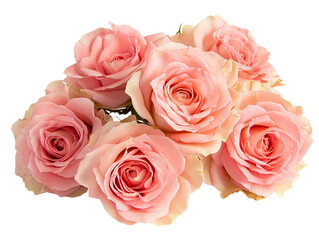 Obraz premium Close-up of pink roses bouquet with delicate petals and green leaves on transparent background. PNG image
