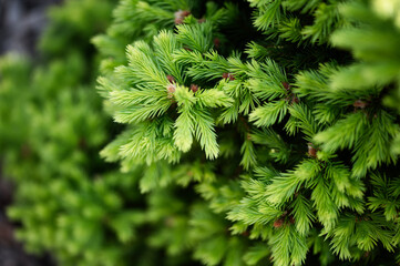fresh conifer tree sprouts in spring
