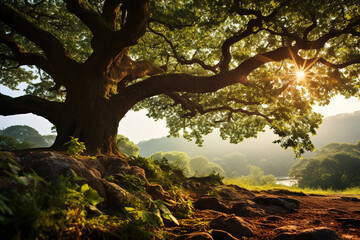 Fototapeta premium Superb Covenant oaks in Jacksonville Florida in the spring