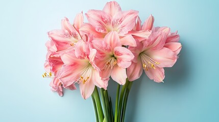 Obraz premium Elegant flat lay of fresh spring flowers in pink hues, arranged on a clean pastel blue background.