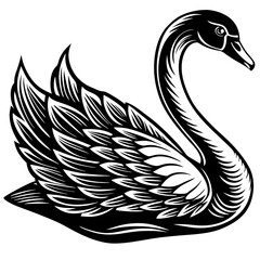 Obraz premium black and white swan