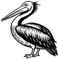 pelican on white background