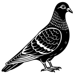 dove isolated on white