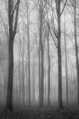 Foggy Beech Forrest