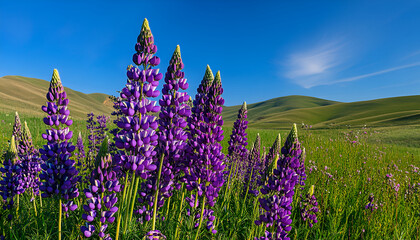 Majestic purple lupine flowers blooming in a countryside meadow, gentle hills in the background, and a bright blue sky, vibrant spring color palette 