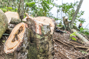 Freshly cut tree stumps with visible wood grain, sap, and surrounding forest debris, cloudy background.