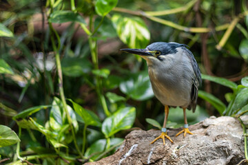 Black-Crowned Night Heron Perched at Barcelona Zoo-Nycticorax nycticorax