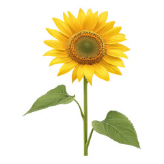 Obraz premium Sunflower blooming in a garden nature photography close-up view bright background