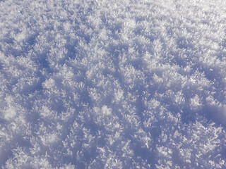 Fresh fallen powder snow on Swiss pasture