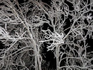 Hoar frost on winding branches of a leafless tree, Rougemont