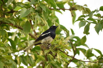 The Oriental magpie-robin is a small passerine bird that was formerly classed as a member of the thrush family Turdidae, but now considered an Old World flycatcher. 