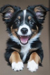 Excited tri-color puppy leaping with joy and playfulness