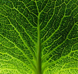 Green leaf macro texture background