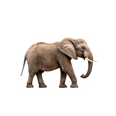 African Elephant in Profile: A majestic African elephant stands confidently in profile, showcasing its powerful stature and distinctive tusks. The image is perfect for projects focused on wildlife. ©  