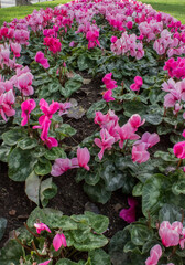 lots of pink flowers in the meadow, in the park