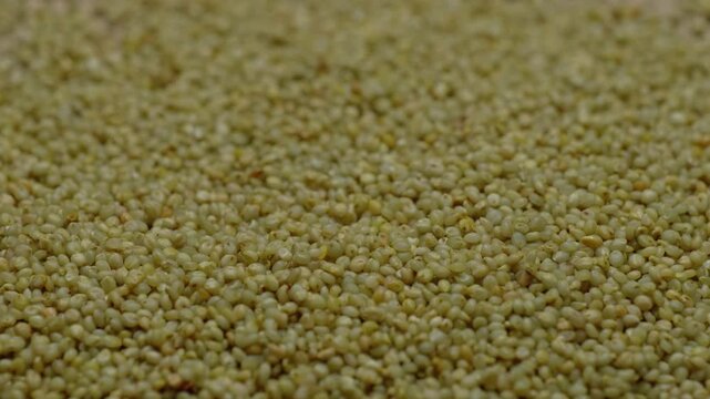 brown top millet grains close up, parallax shot, 4k