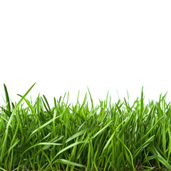 Obraz premium Vibrant Green Grass Landscape for Outdoor Settings on Transparent Background