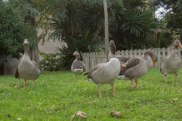 Several grey geese sit on the grass in a city park