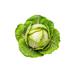 Obraz premium Fresh Green Cabbage Head 