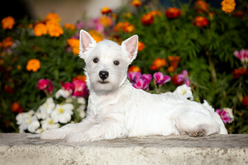 West Highland White Terrier puppy in a bright summer flower bed
