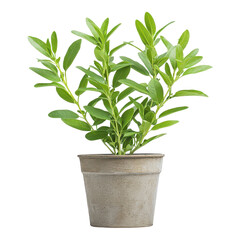Fototapeta premium Growing indoor plants a guide to care pots and greenery in your home environment