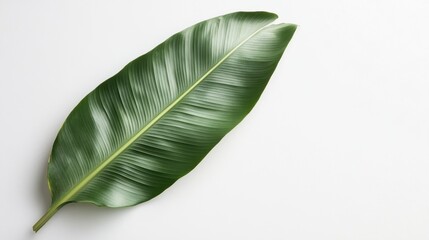 Single vibrant green leaf on white background; tropical foliage.
