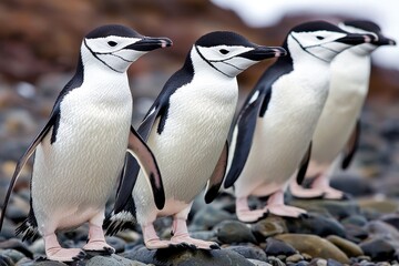 Obraz premium A colony of chinstrap penguins marching in unison across a rocky Antarctic beach.