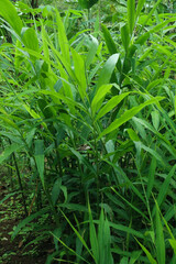 vertical photo of ginger plants in Indonesian plantations