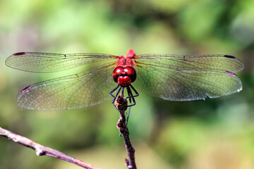 Feuerlibelle 4