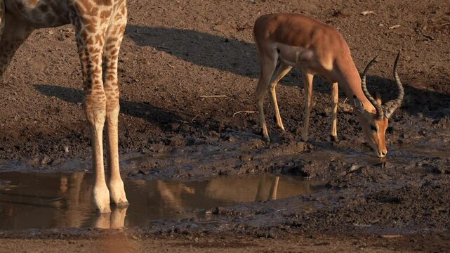 South African giraffe or Cape giraffe (Giraffa giraffa) or (Giraffa camelopardalis giraffa), impala and guineafowl at a waterhole. Mashatu Game Reserve. Northern Tuli Game Reserve.  Botswana.