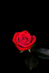 Naklejka premium Dark red rose with green leaves