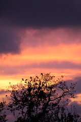 Sunset over the trees