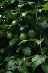 photo of young passion fruit or Passiflora Edulis on the tree