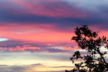 sunset in the forest