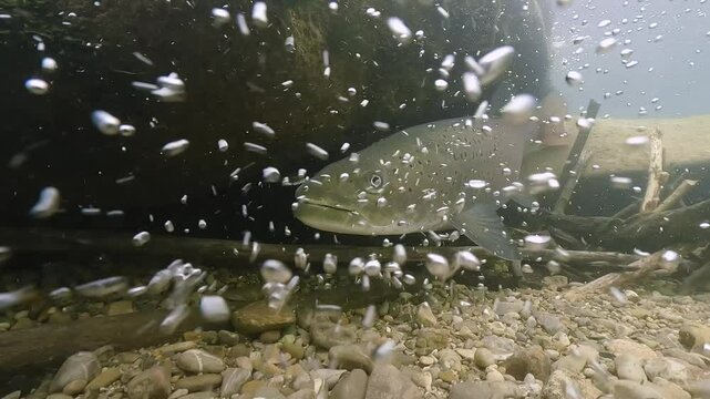 Underwater Close-up footage of Huchen freshwater fish, Danube salmon (Hucho Hucho), swimming in the stream of a clean river
