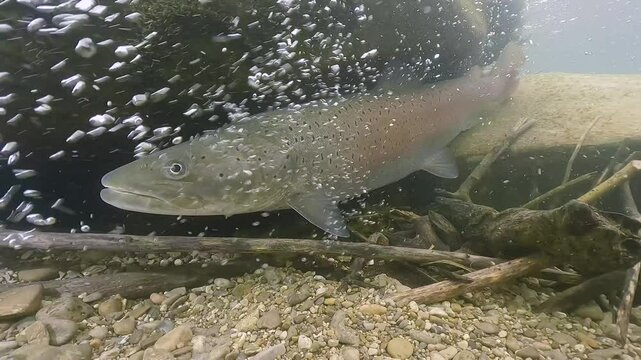Underwater Close-up footage of Huchen freshwater fish, Danube salmon (Hucho Hucho), swimming in the stream of a clean river
