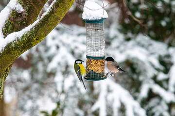Vogelschutz und Vogelfütterung im Winter - Eine Kohlmeise und ein weiblicher  Dompfaff ( Gimpel)...