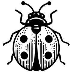 illustration of a ladybug, ladybug, ladybird illustration