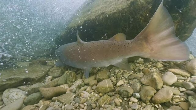 Underwater Close-up footage of Huchen freshwater fish, Danube salmon (Hucho Hucho), swimming in the stream of a clean river