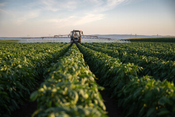 Tractor spraying pesticides on vegetable field with sprayer