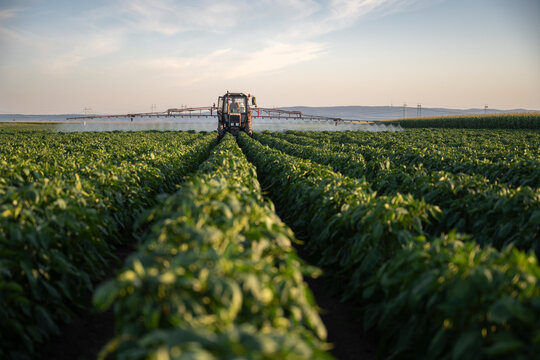 Tractor spraying pesticides on vegetable field with sprayer