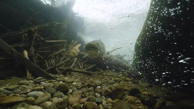 Underwater Close-up footage of Huchen freshwater fish, Danube salmon (Hucho Hucho), swimming in the stream of a clean river