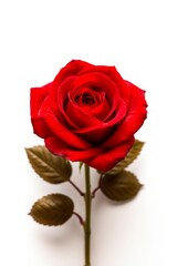 Dark red rose with green leaves