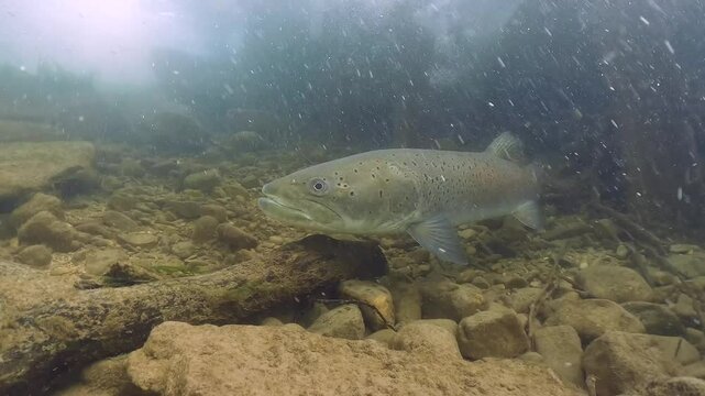 Underwater Close-up footage of two Huchen freshwater fishes, Danube salmon (Hucho Hucho), swimming in the stream of a clean river